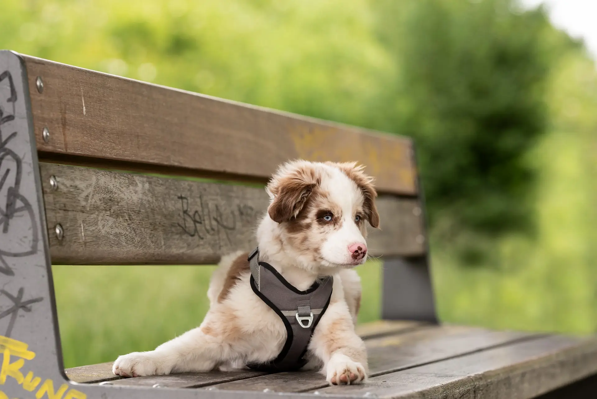 dog harness for small dogs